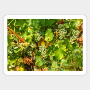 Ripening grapes on the vine Sticker